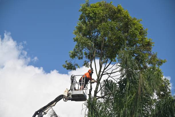 Best Fruit Tree Pruning  in Pine Level, NC